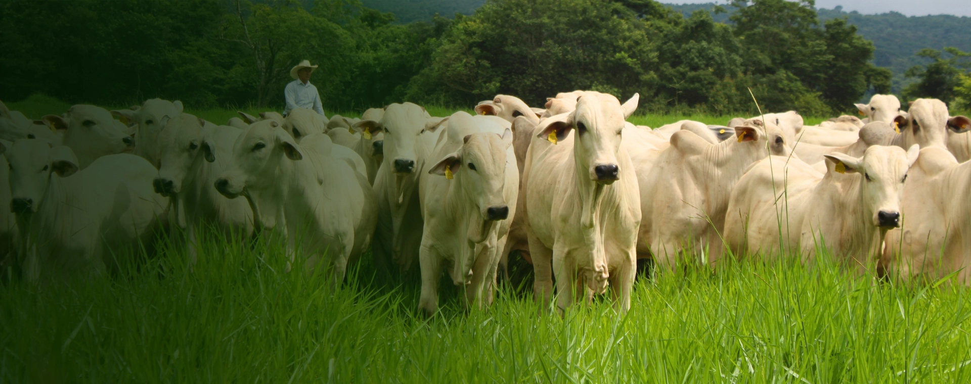 Soluções completas para nutrição animal, pastagens e produção agrícola.